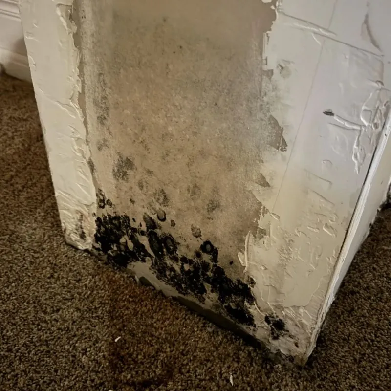 Professional Mold Removal in Stockton, KS